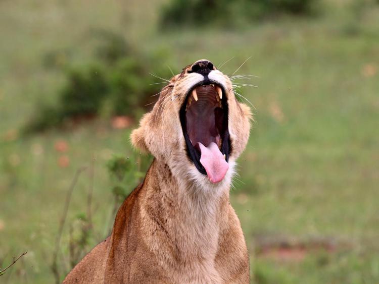 Animali: in 21 anni perso il 42% dei leoni africani