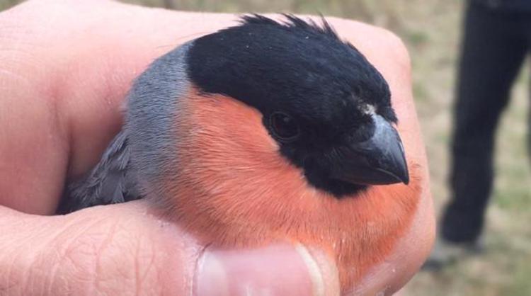 Oltre 100 uccelli tornano liberi nella riserva Wwf Valpredina