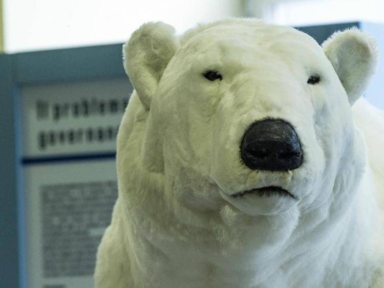 In esposizione anche la riproduzione di un orso polare a grandezza naturale