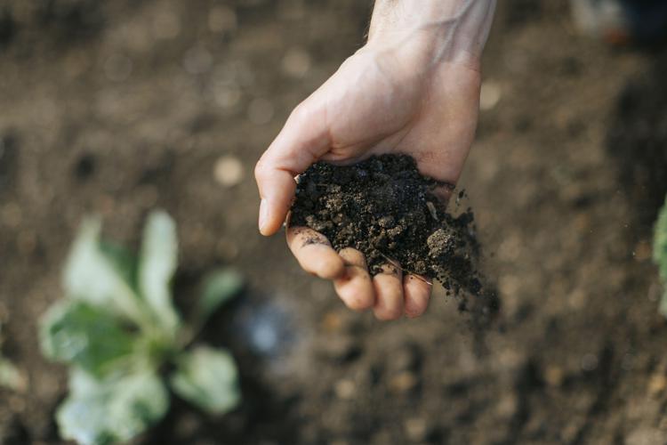 Sostenibilità: Findus, entro 2019 il 90% vegetali da agricoltura green