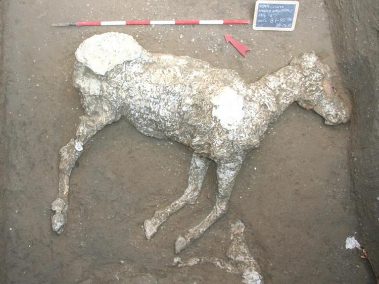La sagoma del  cavallo ottenuta a Pompei con la tecnica dei calchi in gesso