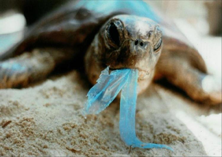 Animali: plastica nell'80% delle caretta caretta nel Mediterraneo