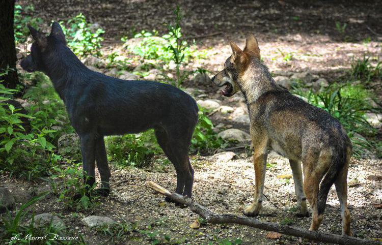 In Abruzzo primo centro dedicato a ibridi di lupo