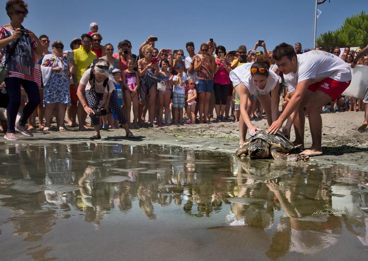 Ambiente: 'pronto soccorso' in spiaggia per le tartarughe
