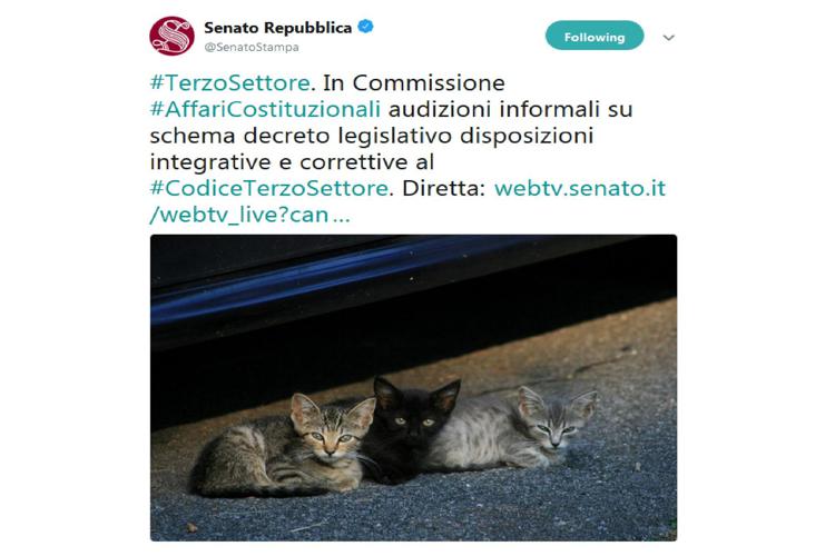 Il tweet con gattini postato dall'account ufficiale del Senato