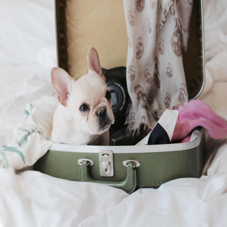 In treno o in aereo, le regole per chi viaggia con il cane