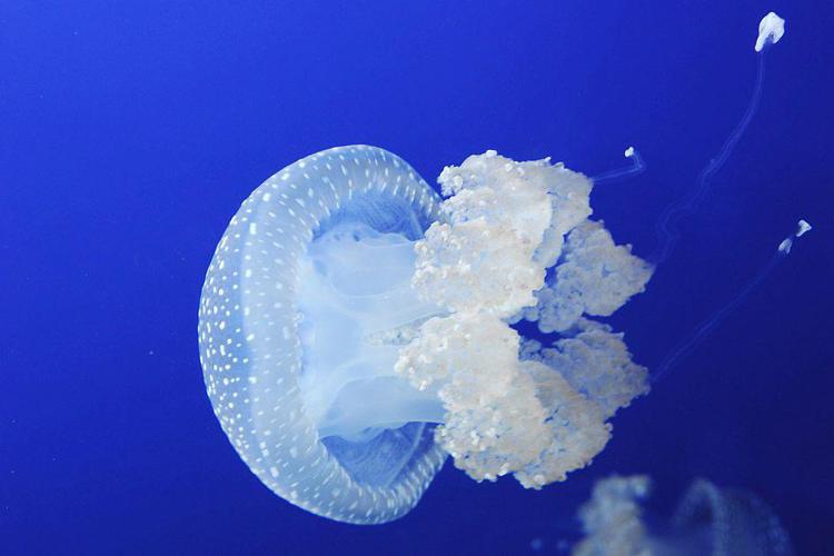 Alla scoperta delle meduse all'università Bicocca