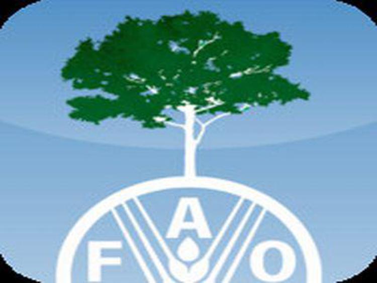 Cut use of chemicals, diversify crops, boost land conservation says FAO chief