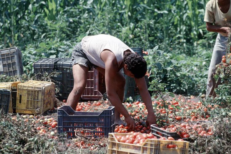Agricoltura, morti sul lavoro in aumento