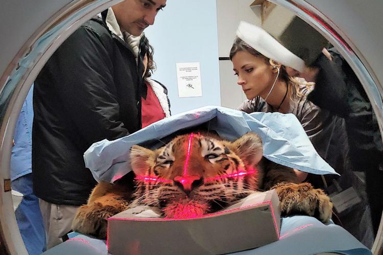 La tigre nella Tac/ - Ospedale veterinario dell'Università di Parma