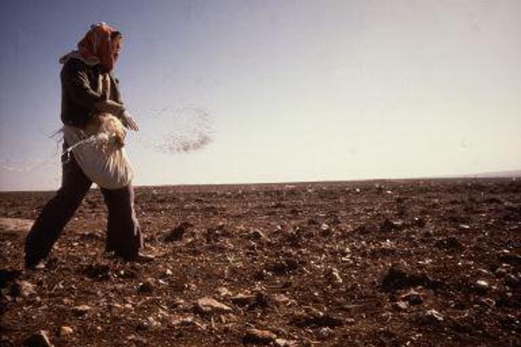 FAO urges nations to boost response to climate change in agricultural sector