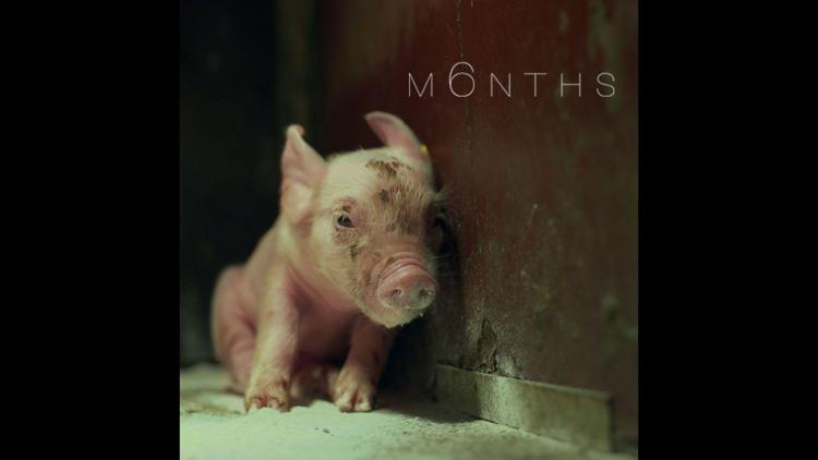 Animali: M6Nths, il corto sugli allevamenti in gabbia