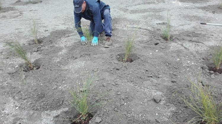 Rifiuti: Terzigno, 500 piante per rinaturalizzare Cava Ranieri