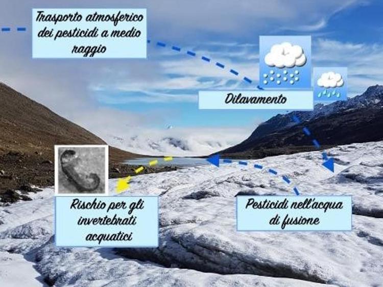 UniBicocca: pesticidi in alta quota, a rischio insetti ghiacciai alpini