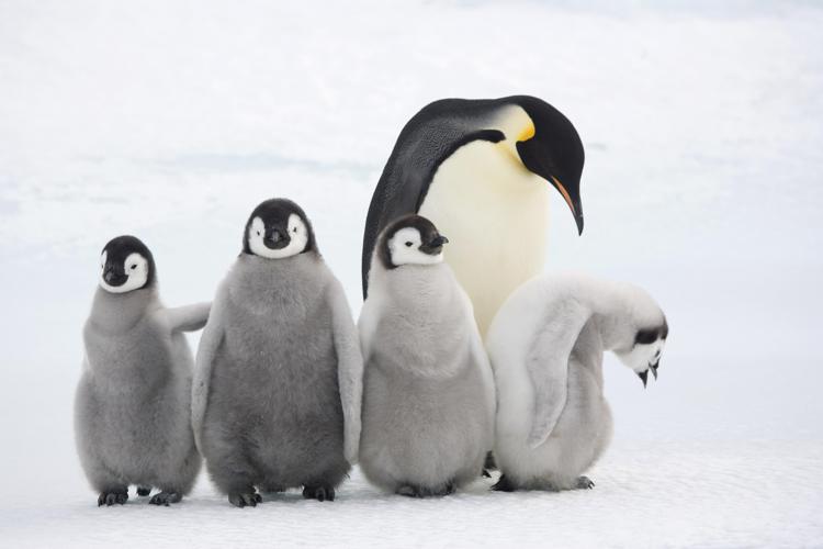 Foto del pinguino imperatore (di Bryan and Cherry Alexander - Wwf)