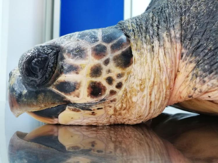 Animali: Maratea, salvata tartaruga Rosaria, nello stomaco plastica di sigarette