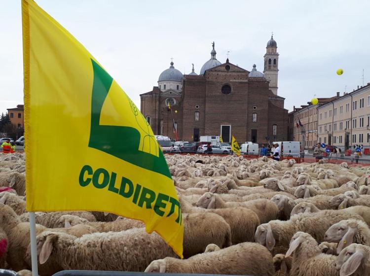 Pecore e bandiere della Coldiretti in Prato della valle a Padova