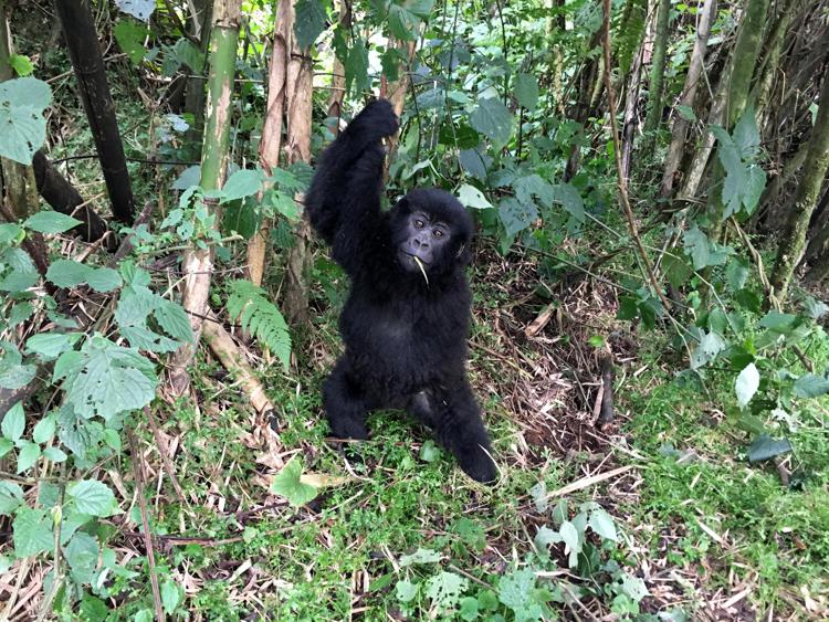 Un giovane gorilla nel Parco nazionale dei vulvani, in Ruanda.  - (The Washington Post)