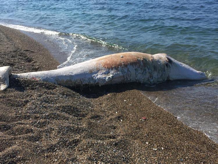 Animali: Greenpeace, '4 capodogli morti in Sicilia in meno di una settimana'