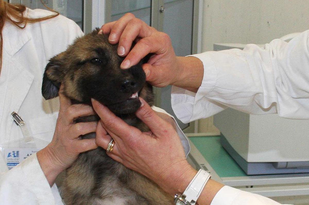 Bocca malata per 80% cani sopra i tre anni