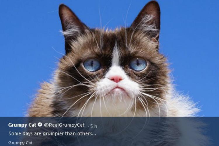 Foto dalla pagina Twitter di Grumpy Cat