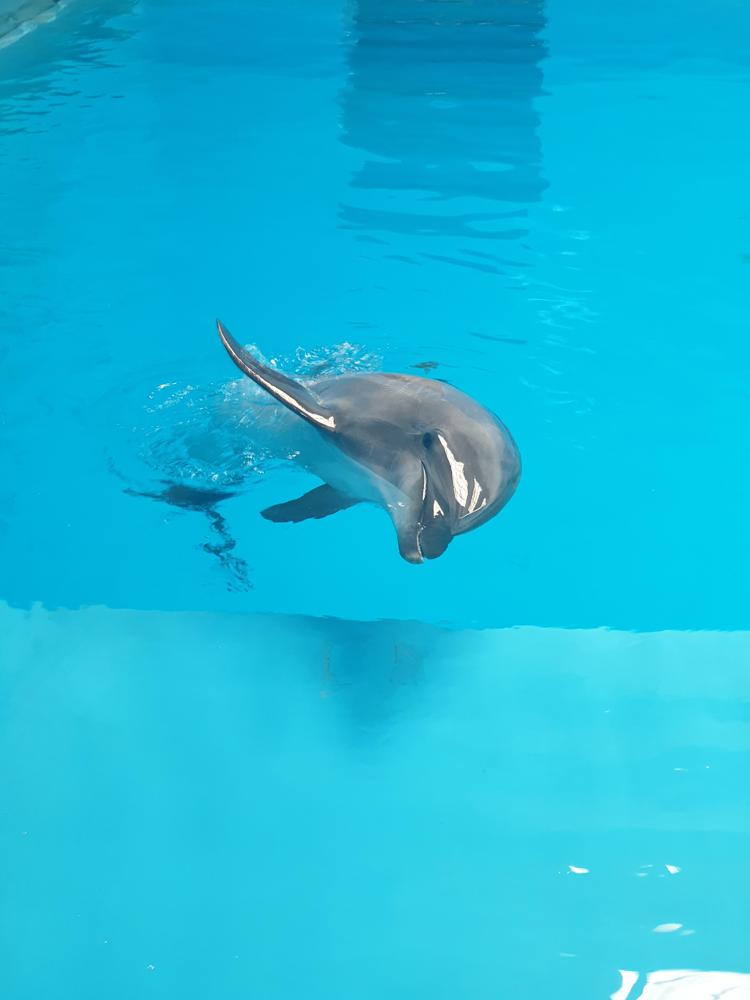 Il delfino Bella, 24 anni/Studio Vertebral - Studio Vertebral