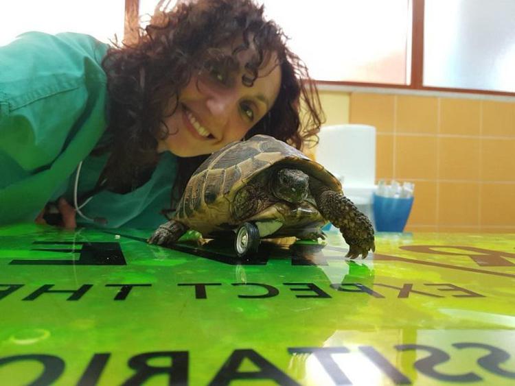 La storia di Camilla: tartaruga che torna a camminare grazie ad una rotella