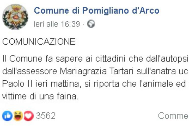 Pomigliano d'Arco, l'autopsia sull'anatra impazza su Fb