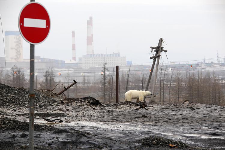 L'orso polare  avvistato in Siberia (AFP)