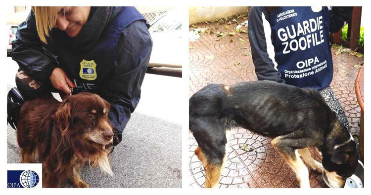 I cani salvati dall'Oipa a Roma  Est