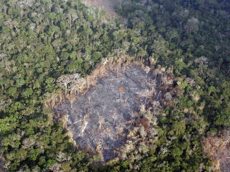 Dal caffè alla soia, stili di vita e deforestazione