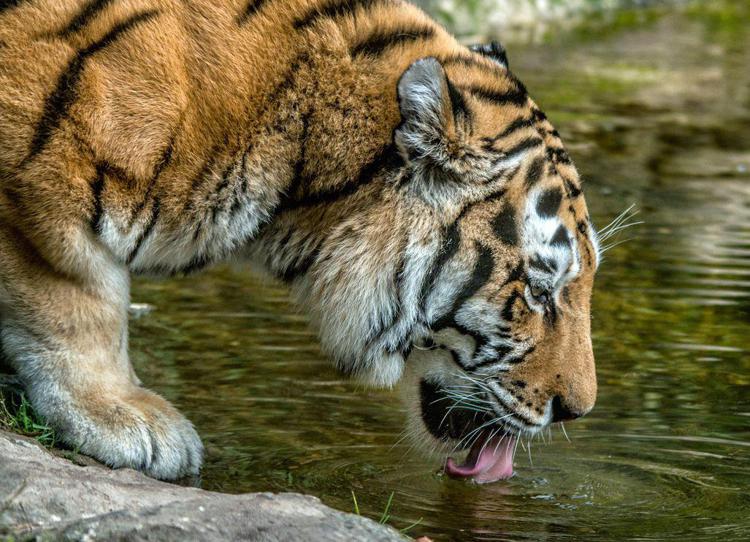 Animali: tigre siberiana a rischio, colpa di commercio illegale legna