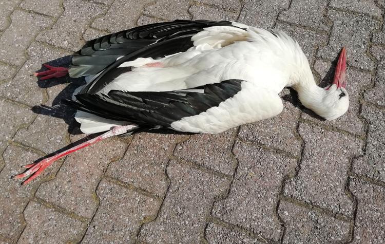 Animali: Lodi, cicogna bianca uccisa con fucile ad aria compressa
