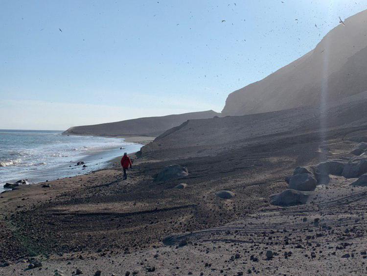 Ambiente: eruzione del vulcano Raikoke, distrutta colonia leoni marini Steller
