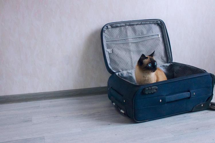 Gatti in vacanza valigie pronte per il 50% dei felini.xml