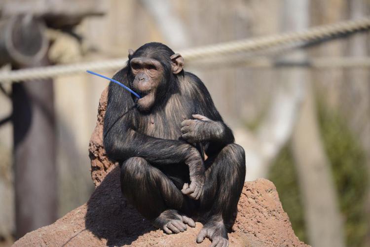 Animali: scimpanzè, a rischio estinzione anche loro capacità di 'tramandare'