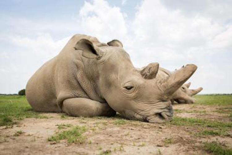 Tre embrioni per salvare il rinoceronte bianco del Nord