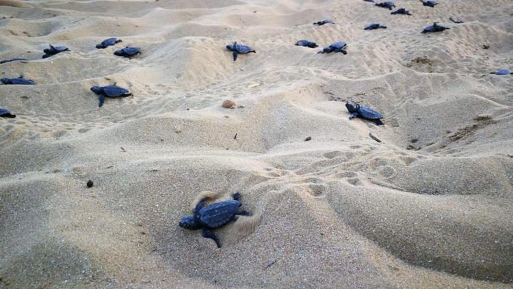 Animali: 121 tartarughe nate sulla spiaggia di Scoglitti, Ragusa