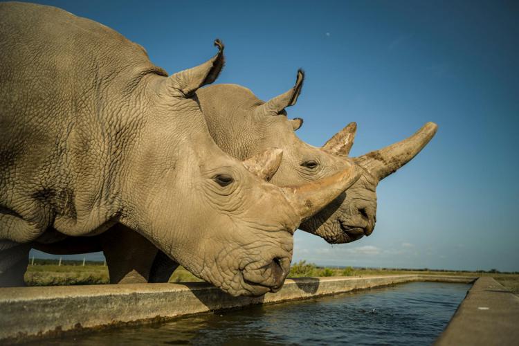 Le femmine di rinoceronte bianco del Nord Najin e Fatu, ultimi esemplari sul pianeta. Foto Ami Vitale