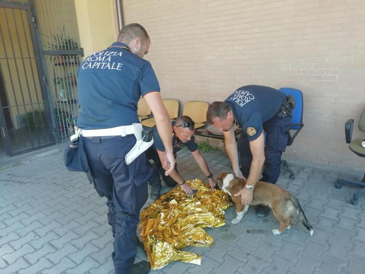 Roma, si lancia sotto le auto in corsa con il cane al guinzaglio: salvati dai vigili