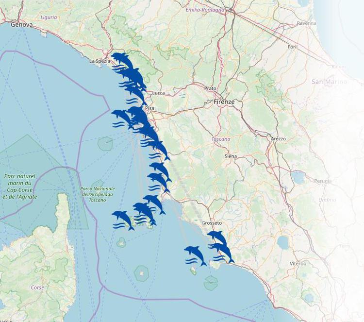 Toscana: da inizio anno 40 spiaggiamenti cetacei