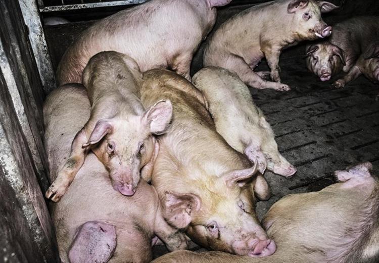 Swine fever kills nearly five million pigs in a year - UN