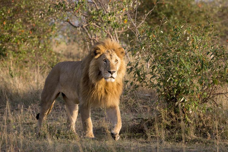 Animali: in 25 anni leoni africani diminuiti del 43%