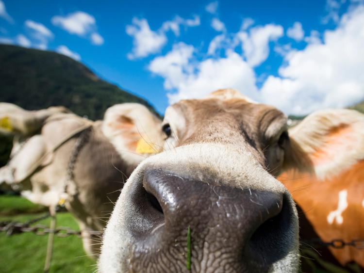 Montagna: in Val di Pejo anche le mucche hanno la loro Miss