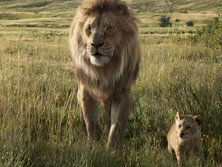 Cinema: 'Il re leone' primo incasso di sempre della Disney in Italia