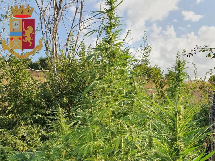 Roma, coltivava piante di marijuana vicino al casale: un arresto