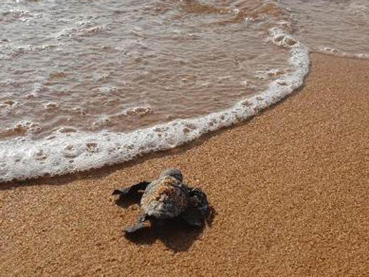 Animali: Wwf, 82 tartarughe nate sulla spiaggia di Selinunte