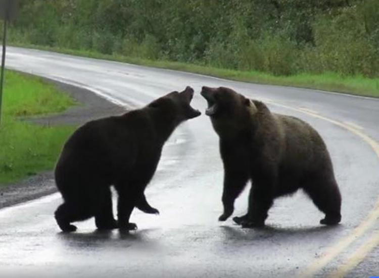 Botte da... orsi: due grizzly lottano in strada