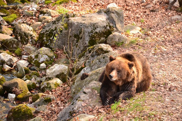 Animali: al via progetto Ue per migliorare convivenza uomo-orso