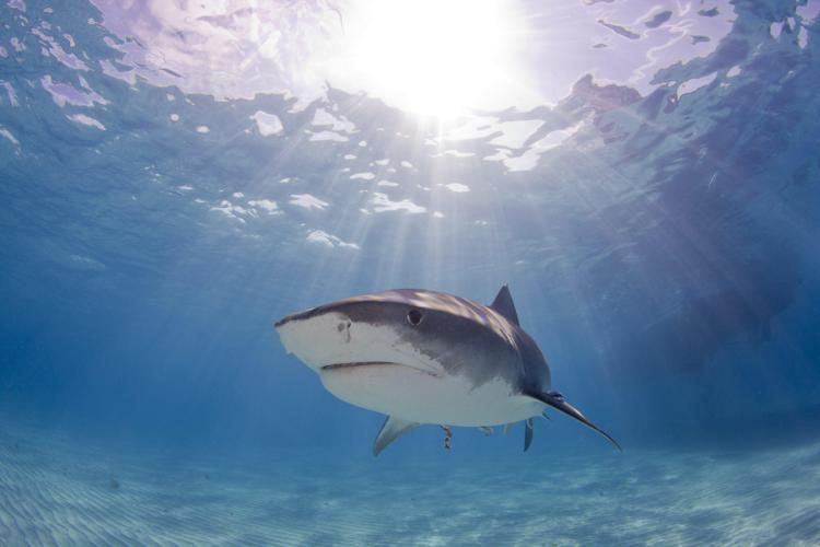 Animali: squalo Mako tra le specie più a rischio, troppe catture 'accidentali'